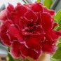 Adenium Obesum Seeds Desert Roses Fresh Red Big Double Flowers 100 PCS Seeds