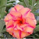 Adenium Orange Petals with Light Purple Stripes Flower 2 PCS Seeds Adenium Orange Petals with Light Purple Stripes Flower 2 PCS Seeds