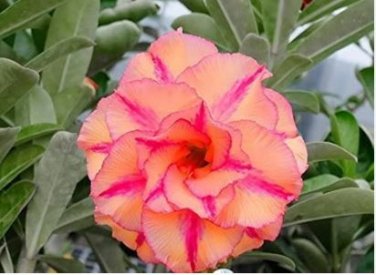 Adenium Orange Petals with Light Purple Stripes Flower 2 PCS Seeds