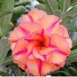 Adenium Orange Petals with Light Purple Stripes Flower 2 PCS Seeds