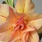 Adenium Orange Petals with Light Purple Stripes Flower 2 PCS Seeds