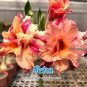 Adenium Orange Petals with Light Purple Stripes Flower 2 PCS Seeds
