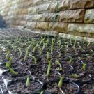 Adenium Pink Petals Red Stripe Dark Red Centre Flower 2 PCS Seeds Adenium Pink Petals Red Stripe Dark Red Centre Flower 2 PCS Seeds