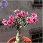 Adenium Pink Petals Red Stripe Dark Red Centre Flower 2 PCS Seeds