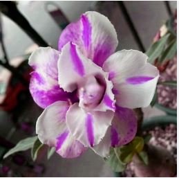 Adenium Pink Petals with Blue Stripe Flower 2 pcs Seeds
