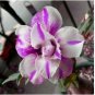 Adenium Pink Petals with Blue Stripe Flower 2 pcs Seeds