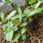 Adenium Pink Petals with Blue Stripe Flower 2 pcs Seeds