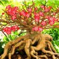 Adenium Purely Pink Desert Rose with Sweet Perfume Bonsai 2 PCS Seeds