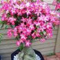 Adenium Purely Pink Desert Rose with Sweet Perfume Bonsai 2 PCS Seeds