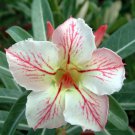Adenium Purely Pink Double Petals Flower 2 PCS Seeds