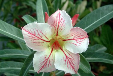 Adenium Purely Pink Double Petals Flower 2 PCS Seeds