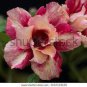 Adenium Purely Pink Double Petals Flower 2 PCS Seeds