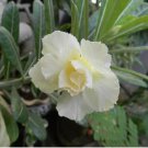 Adenium Purely White Flower 2 PCS Seeds