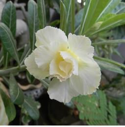 Adenium Purely White Flower 2 PCS Seeds