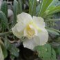 Adenium Purely White Flower 2 PCS Seeds