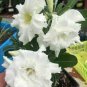Adenium Purely White Flower 2 PCS Seeds