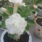 Adenium Purely White Flower 2 PCS Seeds