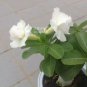 Adenium Purely White Flower 2 PCS Seeds