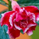 Adenium Red White Plicated Flower 2 PCS Seeds Adenium Red White Plicated Flower 2 PCS Seeds
