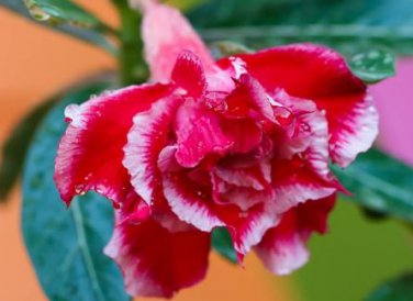 Adenium Red White Plicated Flower 2 PCS Seeds