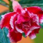Adenium Red White Plicated Flower 2 PCS Seeds