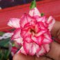 Adenium Red White Plicated Flower 2 PCS Seeds