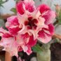 Adenium Red White Plicated Flower 2 PCS Seeds