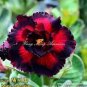 Adenium Redish Black Big Blooms Flower 2 PCS Seeds