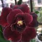 Adenium Redish Black Big Blooms Flower 2 PCS Seeds