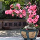 Adenium Rose Pink Petals Light Pink Edge Desert Rose Flower 2 PCS Seeds