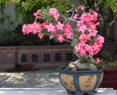 Adenium Rose Pink Petals Light Pink Edge Desert Rose Flower 2 PCS Seeds