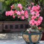 Adenium Rose Pink Petals Light Pink Edge Desert Rose Flower 2 PCS Seeds