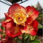 Adenium Redish Orange Petals Dark Red Centre Edge Flower 2 PCS Seeds
