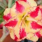 Adenium Redish Orange Petals Dark Red Centre Edge Flower 2 PCS Seeds