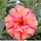 Adenium Rose Red Light Pink Flower 2 PCS Seeds
