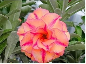 Adenium Rose Red Light Pink Flower 2 PCS Seeds