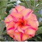 Adenium Rose Red Light Pink Flower 2 PCS Seeds