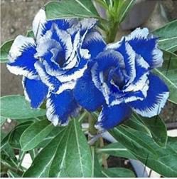Adenium Seeds Dark Blue Single Flowers Hybrid F1 5 PCS Seeds