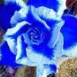 Adenium Seeds Dark Blue Single Flowers Hybrid F1 5 PCS Seeds
