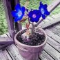 Adenium Seeds Dark Blue Single Flowers Hybrid F1 5 PCS Seeds