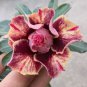 Adenium Seeds Double Flowers Desert Rose Golden Flowers with Rose Red Stripes 2 Seeds