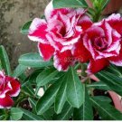 Adenium Seeds Red Colorful Double Flowers 5 PCS Seeds