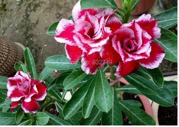 Adenium Seeds Red Colorful Double Flowers 5 PCS Seeds