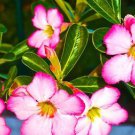 Adenium Seeds Single Petals White Flowers with Rose Pink Edge Desert Rose 2 PCS Seeds