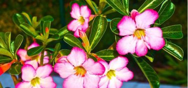 Adenium Seeds Single Petals White Flowers with Rose Pink Edge Desert Rose 2 PCS Seeds