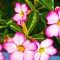 Adenium Seeds Single Petals White Flowers with Rose Pink Edge Desert Rose 2 PCS Seeds