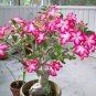 Adenium Seeds Single Petals White Flowers with Rose Pink Edge Desert Rose 2 PCS Seeds