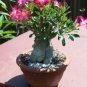Adenium Seeds Single Petals White Flowers with Rose Pink Edge Desert Rose 2 PCS Seeds