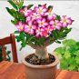 Adenium Seeds Single Petals White Flowers with Rose Pink Edge Desert Rose 2 PCS Seeds