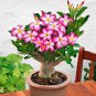 Adenium seeds, big blooms colorful desert rose a must for home garden 1 PCS Seeds